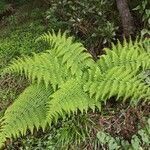 Dryopteris oligodonta leaf picture by Udo Herkommer (cc-by-sa)