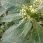 Euphorbia heterophylla fruit picture by Siva Kumar (cc-by-sa)