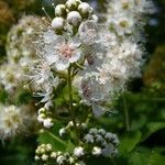 Spiraea salicifolia flower picture by Jean-Louis PASTEUR (cc-by-sa)