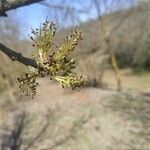 Fraxinus angustifolia flower picture by Migliori Simone (cc-by-sa)