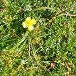 Potentilla anglica flower picture by Eugene Perrett (cc-by-sa)