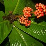 Ardisia wedelii leaf picture by Nelson Zamora Villalobos (cc-by-nc)