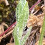 Cerastium kunthii leaf picture by Fabien Anthelme (cc-by-sa)