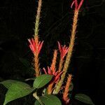 Aphelandra scabra flower picture by Nelson Zamora Villalobos (cc-by-nc)