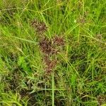 Cyperus kilimandscharicus flower picture by susan brown (cc-by-sa)