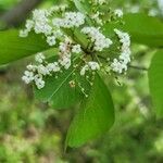 Viburnum prunifolium flower picture by Isabel Goldberg (cc-by-sa)