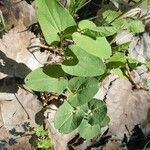 Aristolochia paucinervis leaf picture by Ana Norkus (cc-by-sa)