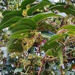 Smilax china leaf picture by Dieter Albrecht (cc-by-sa)