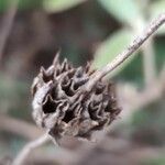 Phlomis purpurea fruit picture by Acosta García Isabel (cc-by-sa)