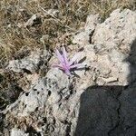 Colchicum bulbocodium flower picture by Robledo Maria (cc-by-sa)