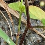 Justicia heterocarpa habit picture by susan brown (cc-by-sa)