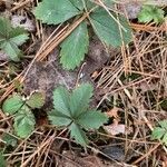 Potentilla simplex leaf picture by marissa fontaine (cc-by-sa)