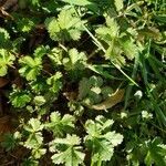 Potentilla reptans leaf picture by Anerev (cc-by-sa)