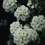 Spiraea media flower picture by nina popovic (cc-by-sa)