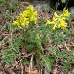 Corydalis sikkimensis flower picture by Colin Pendry (cc-by-sa)