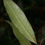 Duguetia calycina leaf picture by Jean-François Molino (cc-by-sa)