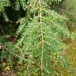 Tsuga canadensis leaf picture by Dieter Albrecht (cc-by-sa)