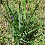 Aristea abyssinica leaf picture by susan brown (cc-by-sa)