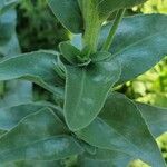 Solidago rigida leaf picture by jup bhasin (cc-by-sa)