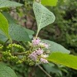 Callicarpa americana flower picture by Reagan Vernon (cc-by-sa)