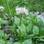 Valeriana montana flower picture by philippe_140 (cc-by-sa)