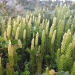 Lycopodium annotinum fruit picture by Ermakov Konstantin (cc-by-sa)