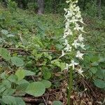 Platanthera bifolia habit picture by Balázs Heizler (cc-by-sa)