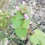 Lamium purpureum flower picture by Jean-Philippe Laurent (cc-by-sa)