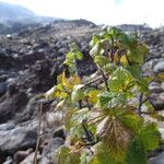 Ribes ciliatum leaf picture by Fabien Anthelme (cc-by-sa)