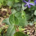 Vinca herbacea leaf picture by juantxorena (cc-by-sa)