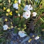 Linum suffruticosum flower picture by Rul Rus (cc-by-sa)