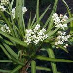 Asclepias woodsoniana flower picture by Nelson Zamora Villalobos (cc-by-nc)