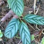 Ctenanthe setosa leaf picture by Schmidt Fernando da Luz (cc-by-sa)