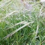 Bromus racemosus fruit picture by Pagani Edgardo (cc-by-sa)