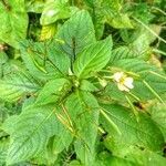 Impatiens parviflora habit picture by Waldemar Zeja (cc-by-sa)