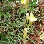 Linaria supina habit picture by Alain Bigou (cc-by-sa)