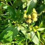 Baccharis punctulata flower picture by Trap Hers (cc-by-sa)