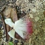 Barringtonia asiatica flower picture by Corrina (cc-by-sa)