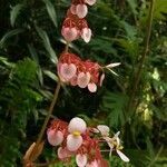 Begonia heracleifolia flower picture by Shehadi Ramiz (cc-by-sa)