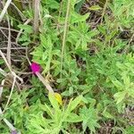 Calibrachoa caesia habit picture by Trap Hers (cc-by-sa)