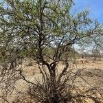 Maerua angolensis habit picture by Leigh Winowiecki (cc-by-sa)