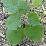 Tilia americana leaf picture by Alex Lavoie (cc-by-sa)