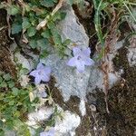 Campanula fragilis flower picture by angela morvillo (cc-by-sa)