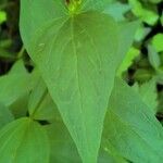 Spigelia marilandica leaf picture by Lily Jones (cc-by-sa)