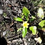 Ranunculus ophioglossifolius leaf picture by beurny (cc-by-sa)