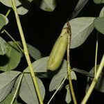 Crotalaria micans fruit picture by Nelson Zamora Villalobos (cc-by-nc)