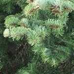 Abies cephalonica leaf picture by Sylvain Piry (cc-by-sa)