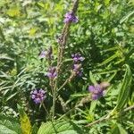 Verbena hastata flower picture by sharkybite37 (cc-by-sa)