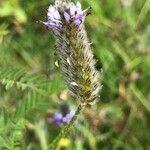 Dalea leporina flower picture by Frederic Vieilledent (cc-by-sa)