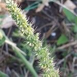 Setaria verticillata flower picture by Jacques Maréchal (cc-by-sa)